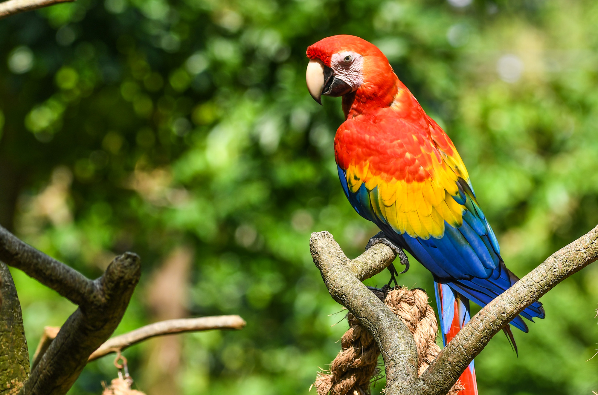 Parrots and Cockatoos (Order Psittaciformes)